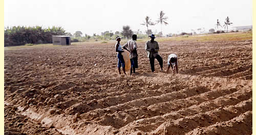 child cultivate the land